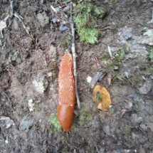 IMG_20180728_104242 IMG_20180728_104242