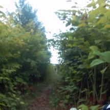 vcfaumont-2018-08-12-12h54m49s064 vcfaumont-2018-08-12-12h54m49s064