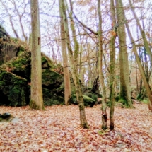 IMG_20181125_104328 IMG_20181125_104328